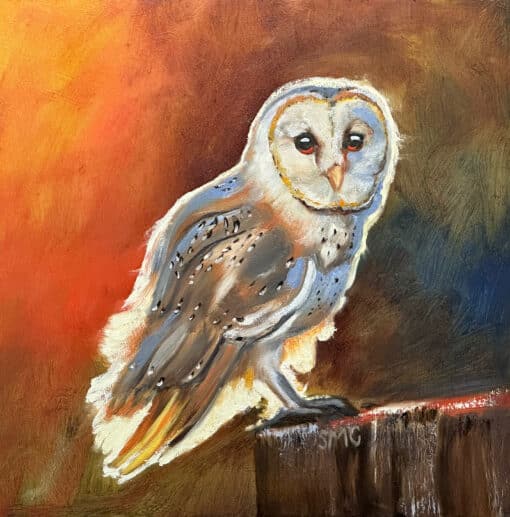 Barn Owl